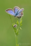 Common Blue