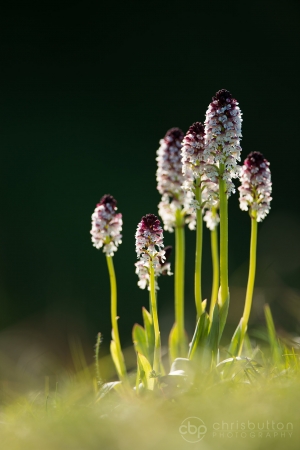 Burnt-tip Orchids