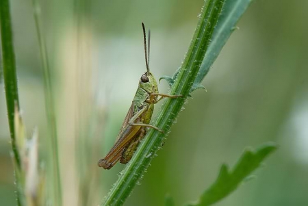 Meadow Grasshopper