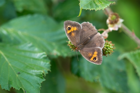 Meadow Brown