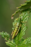 Meadow Grasshopper
