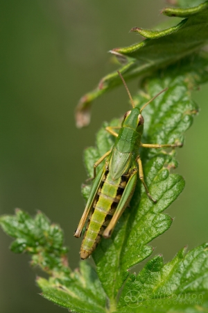 Meadow Grasshopper