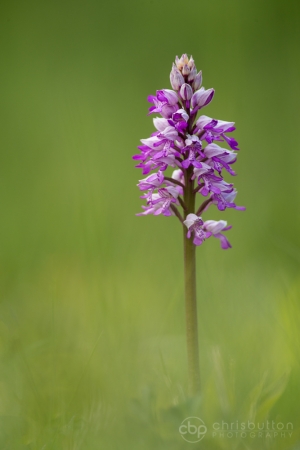 Military Orchid