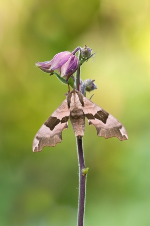Lime Hawk-moth