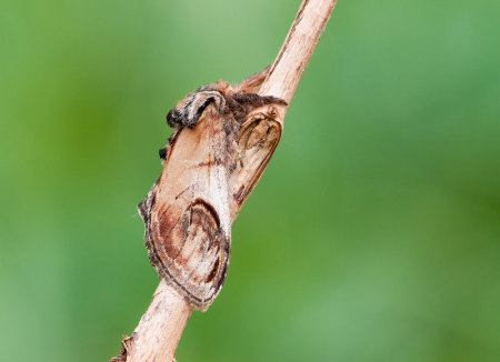 Pebble Prominent