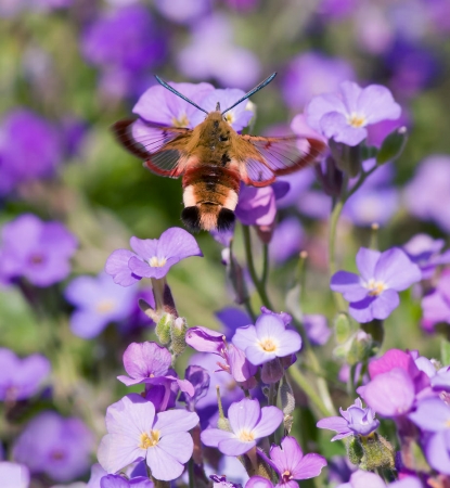 Broad-bordered Bee Hawk-moth