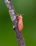 Rosy Footman