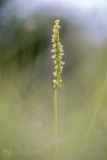 Musk Orchid