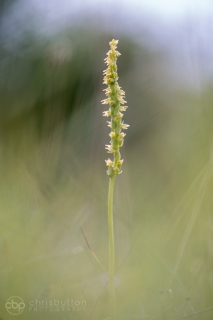 Musk Orchid