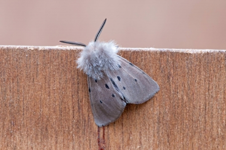 Muslin Moth