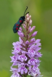 Narrow-bordered 5-spot Burnet Moth