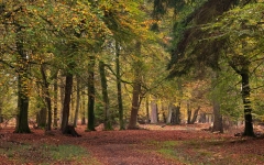 Autumn Forest Colours