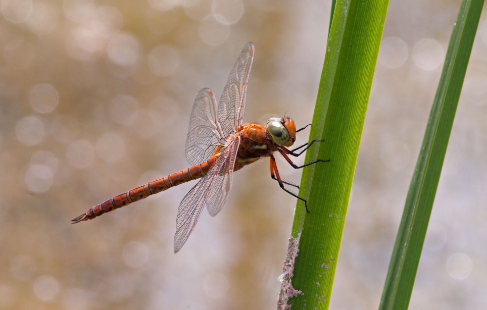 Norfolk Hawker