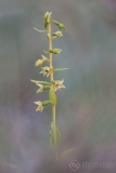 Dune Helleborine