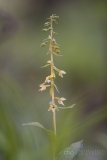 Tyne Helleborine