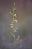Lindisfarne Helleborine