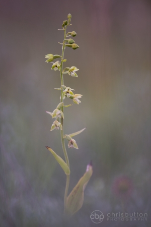 Lindisfarne Helleborine
