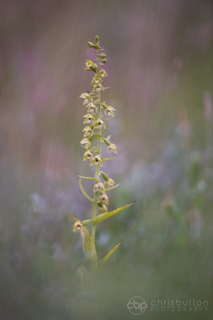 Lindisfarne Helleborine