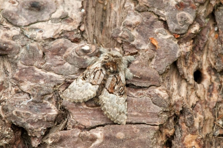 Nut Tree Tussock