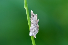 Pale Prominent