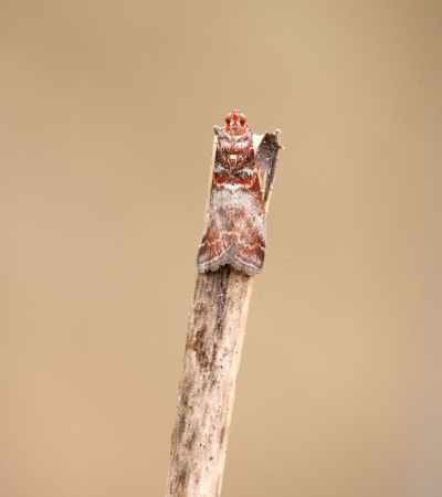 Phycita robella