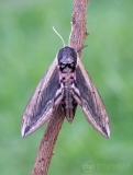 Privet Hawkmoth