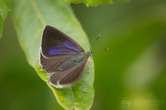 Purple Hairstreak