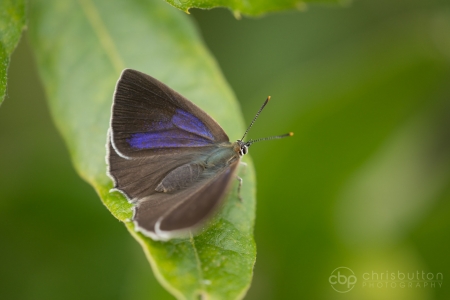Purple Hairstreak