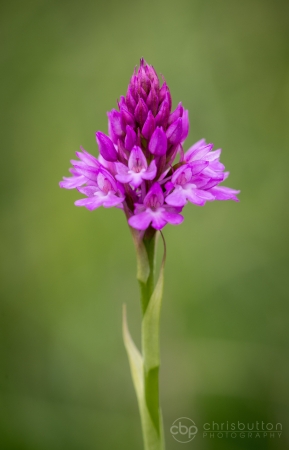 Pyramidal Orchid