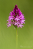 Pyramidal Orchid