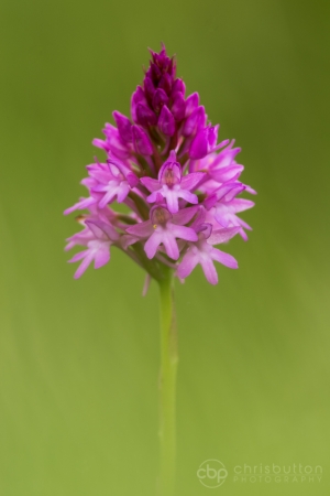 Pyramidal Orchid