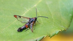 Red-tipped Clearwing