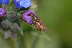 Rhingia campestris