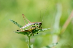 Roesel’s Bush Cricket