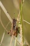 Rufous Grasshopper