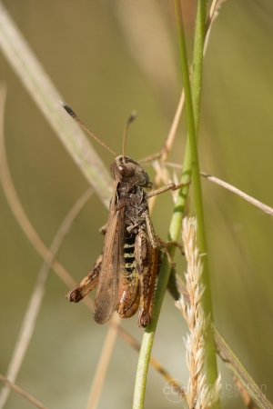 Rufous Grasshopper