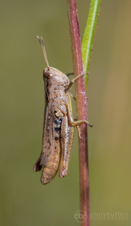 Rufous Grasshopper