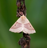 Scalloped Oak