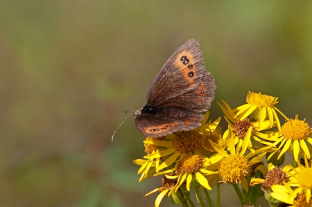 Scotch Argus