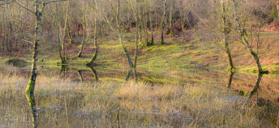 Mogshade Pool