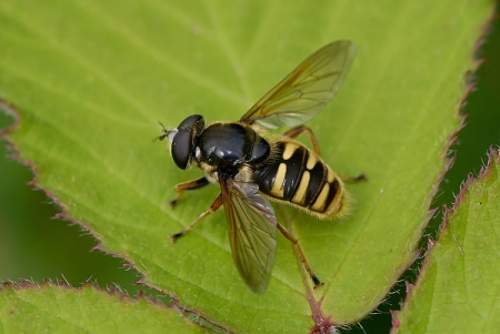Sericomyia silentis