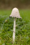 Shaggy Ink Cap