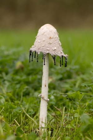 Shaggy Ink Cap
