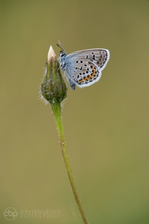 Silver-studded Blue