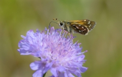Silver-spotted Skipper