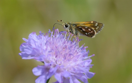 Silver-spotted Skipper