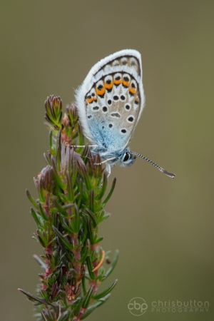 Silver-studded Blue