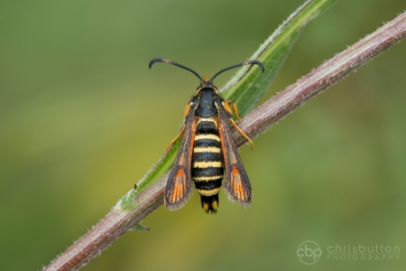 Six-belted Clearwing