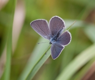 Small Blue