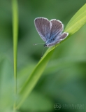 Small Blue